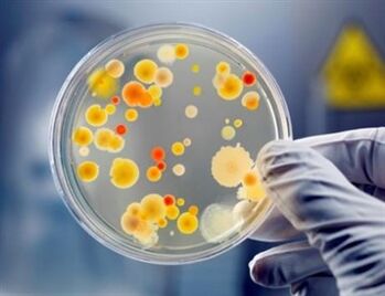 Bakterie mohou způsobit chronickou prostatitidu