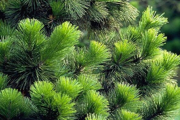 jehly pro léčbu prostatitidy